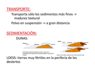 TRANSPORTE:
Transporta sólo los sedimentos más finos ->
madurez textural
Polvo en suspensión -> a gran distancia
SEDIMENTACIÓN:
DUNAS:
LOESS: tierras muy fértiles en la periferia de los
desiertos
 