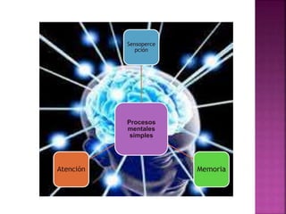 Procesos
mentales
simples
Sensoperce
pción
MemoriaAtención