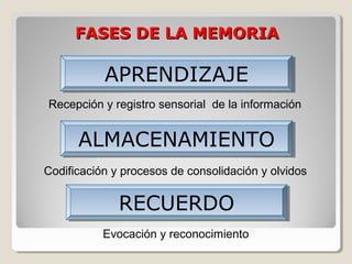 FASES DE LA MEMORIAFASES DE LA MEMORIA
APRENDIZAJEAPRENDIZAJE
ALMACENAMIENTOALMACENAMIENTO
RECUERDORECUERDO
Recepción y registro sensorial de la información
Codificación y procesos de consolidación y olvidos
Evocación y reconocimiento
 
