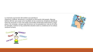 La memoria una función del cerebro que permite al
organismo codificar, almacenar y recuperar la información del pasado.Algunas
teorías afirman que surge como resultado de las conexiones sinápticas repetitivas
entre las neuronas, lo que crea redes neuronales (la llamada potenciación a largo
plazo). Sin embargo, aunque este fenómeno se ha estudiado por más de 30 años
en animales, todavía no hay suficientes estudios sobre su existencia en la corteza
cerebral humana.
 