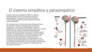 El sistema simpático y parasimpatico
sistema nervioso simpático (SNS) o sistema
toracolumbar junto con el sistema nervioso
parasimpático, es una de las dos divisiones
funcionales y anatómicas del sistema nervioso
autónomo(SNA).
Se encarga de la inervación de los músculos lisos,
el músculo cardíaco, las glándulas de todo el
organismo y es el que controla gran parte del
organismo en situaciones de peligro, estrés y/o miedo.
Su función se puede considerar relativamente
independiente del sistema nervioso somático, pues
cuando se destruyen las conexiones con el sistema
nervioso central (SNC) y la porción periférica del
sistema nervioso autónomo, todavía siguen
funcionando las estructuras inervadas por él. Sin
embargo, esta independencia no es total, ya que la
actividad del SNA puede ser aumentada o disminuida
por el sistema nervioso central, en particular, por
la corteza cerebral.
 