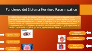 Funciones del Sistema Nervioso Parasimpatico
• La función principal del sistema nervioso parasimpático es la de provocar o
mantener un estado corporal de descanso o relajación tras un esfuerzo o para
realizar funciones importantes como es la digestion o el acto sexual. Actúa sobre el
nivel de estrés del organismo disminuyéndolo. Realiza funciones opuestamente
complementarias con respecto al sistema nervioso simpatico. lo que sugiere que el
sistema parasimpático participa en la regulación metabolica.
Aparato visual
Aparato sexual
Aparato
respiratorio
Aparato
genitourinario
Aparato
gastrointestinal
Aparato
cardiovascular
 