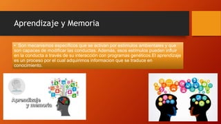 Aprendizaje y Memoria
• Son mecanismos específicos que se activan por estímulos ambientales y que
son capaces de modificar las conductas. Además, esos estímulos pueden influir
en la conducta a través de su interacción con programas genéticos.El aprendizaje
es un proceso por el cual adquirimos informacion que se traduce en
conocimiento.
 