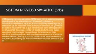 SISTEMA NERVIOSO SIMPATICO (SNS)
• El sistema nervioso simpático (SNS) junto con el sistema nervioso
parasimpático, es una de las dos divisiones funcionales y
anatómicas del sistema nervioso autónomo (SNA).Se encarga de la
inervación de los músculos lisos, el músculo cardíaco, las glándulas
de todo el organismo y es el que controla gran parte del organismo
en situaciones de peligro, estrés y/o miedo. Su función se puede
considerar relativamente independiente del sistema nervioso
somático, pues cuando se destruyen las conexiones con el sistema
nervioso central (SNC) y la porción periférica del sistema nervioso
autónomo, todavía siguen funcionando las estructuras inervadas por
él.
 