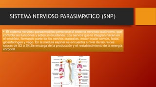 SISTEMA NERVIOSO PARASIMPATICO (SNP)
• El sistema nervioso parasimpático pertenece al sistema nervioso autónomo, que
controla las funciones y actos involuntarios. Los nervios que lo integran nacen en
el encéfalo, formando parte de los nervios craneales, motor ocular común, facial,
glosofaríngeo y vago. En la médula espinal se encuentra a nivel de las raíces
sacras de S2 a S4.Se encarga de la producción y el restablecimiento de la energía
corporal.
 
