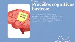 Procesos cognitivos
básicos:
Memoria: codifica y almacena el
conocimiento adquirido a lo largo de
nuestra vida, para después poder
recuperarlo y utilizarlo para adaptarnos a
nuestro entorno cambiante.
 