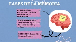 ALMACENAMIENTO:
Codificación y procesos
de consolidación y
olvidos
FASES DE LA MEMORIA
APRENDIZAJE:
Recepcion y registro
sensorial de la
información
RECUERDO: Evocación y
Reconocimiento
 