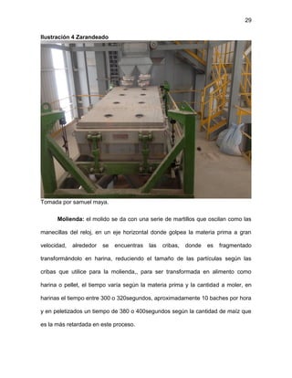 29
Ilustración 4 Zarandeado
Tomada por samuel maya.
Molienda: el molido se da con una serie de martillos que oscilan como las
manecillas del reloj, en un eje horizontal donde golpea la materia prima a gran
velocidad, alrededor se encuentras las cribas, donde es fragmentado
transformándolo en harina, reduciendo el tamaño de las partículas según las
cribas que utilice para la molienda,, para ser transformada en alimento como
harina o pellet, el tiempo varía según la materia prima y la cantidad a moler, en
harinas el tiempo entre 300 o 320segundos, aproximadamente 10 baches por hora
y en peletizados un tiempo de 380 o 400segundos según la cantidad de maíz que
es la más retardada en este proceso.
 