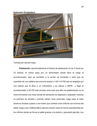 34
Ilustración 9Limpiadora
Tomada por samuel maya.
Peletizaciòn: aproximadamente el tiempo de peletizacion es de 3 horas por
10 baches, la harina pasa por un alimentador donde lleva la carga al
acondicionador, aquí es sometido a la acción de humedad y calor que es
inyectada de una caldera que envía la presión a 100-110 PSI que se desplaza por
una tubería que la lleva a un manómetro y se reduce a 90PSI y llega al
acondicionador a 24 PSI este proceso sirve para que allá una gelatinización en la
harina formando una masa donde los almidones se dispersan y degradan creando
un polímero de almidón y permite adherir otras partículas, luego pasa al dado
donde es forzado a pasar a una matriz que contiene unos orificios con la forma del
pellet, luego unos rodillos(rollers) ejercen presión sobre la harina expulsándola por
los orificios donde se forma el pellet gracias a la presión y gravedad ejercida, Los
 