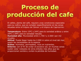 El cafeto, planta del café, requiere unas condiciones especiales
para su cultivo, que se cumplen específicamente en las zonas
situadas entre el trópico de Cáncer y el trópico de Capricornio:
Temperatura: Entre 15ºC y 24ºC para la variedad arábica y entre
24ºC y 29ºC para la variedad robusta.
Humedad alta: Pluviosidad entre 1.700 l y 2.500 l por m2
anuales.
Altitud: Puede llegar hasta los 2.000 m sobre el nivel del mar,
según las necesidades de la especie.
Suelos: Húmedos, permeables, ricos en nutrientes.
Entorno: con el fin de evitar el excesivo sol, en muchas zonas
suelen estar rodeados de otros árboles más altos que les
proporcionen sombra y eviten la pérdida de humedad.
 