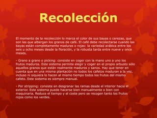 El momento de la recolección lo marca el color de sus bayas o cerezas, que
son las que albergan los granos de café. El café debe recolectarse cuando las
bayas están completamente maduras o rojas: la variedad arábica entre los
seis u ocho meses desde la floración, y la robusta tarda entre nueve y once
meses.
- Grano a grano o picking: consiste en coger con la mano uno a uno los
frutos maduros. Este sistema permite elegir y coger en el propio arbusto sólo
aquellos granos que están realmente maduros y sanos. Hay que tener en
cuenta que en una misma plantación no todos los cafetos maduran a la vez,
incluso ni siquiera lo hacen al mismo tiempo todos los frutos del mismo
cafeto. Este sistema es siempre manual.
- Por stripping: consiste en desgranar las ramas desde el interior hacia el
exterior. Este sistema puede hacerse bien manualmente o bien con
maquinaria. Reduce el tiempo y el coste pero se recogen tanto los frutos
rojos como los verdes.
 