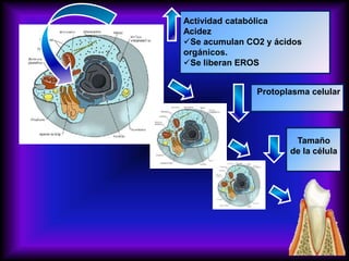 Actividad catabólica
Acidez
Se acumulan CO2 y ácidos
orgánicos.
Se liberan EROS
Protoplasma celular
Tamaño
de la célula
 