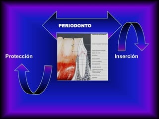 PERIODONTO
Protección Inserción
 