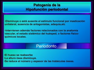 •El hueso se reabsorbe
•La altura ósea disminuye.
•Se reduce el número y espesor de las trabéculas óseas.
•Disminuye o está ausente el estímulo funcional por masticación
unilateral, ausencia de antagonistas, adaquia,etc
•intervienen además factores relacionados con la anatomía
vascular, el estado sistémico del huésped, o factores físico-
químicos locales.
Periodonto
.
Patogenia de la
Hipofunción periodontal
 