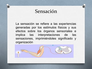 Sensación
La sensación se refiere a las experiencias
generadas por los estímulos físicos y sus
efectos sobre los órganos sensoriales e
implica las interpretaciones de las
sensaciones, imprimiéndoles significado y
organización
 