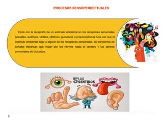 Inicia con la recepción de un estimulo ambiental en los receptores sensoriales
(visuales, auditivos, táctiles, olfativos, gustativos o propioceptivos). Una vez que el
estimulo ambiental llega a alguno de los receptores sensoriales, se transforma en
señales eléctricas que viajan por los nervios hasta el cerebro y los centros
sensoriales ahí ubicados.
 