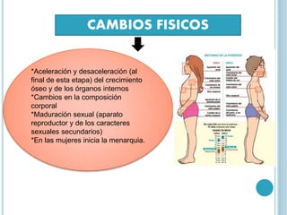 CAMBIOS FISICOS
*Aceleración y desaceleración (al
final de esta etapa) del crecimiento
óseo y de los órganos internos
*Cambios en la composición
corporal
*Maduración sexual (aparato
reproductor y de los caracteres
sexuales secundarios)
*En las mujeres inicia la menarquia.
 