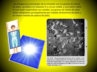 Los halogenuros principales de la emulsión son los granos de haluro
de plata, sensibles a la radiación X y a la luz visible, y una matriz sobre
la cual están suspendidos los cristales. Los granos de haluro de plata
están compuestos principalmente por cristales de bromuro de plata y
en menor medida de yoduro de plata.
 