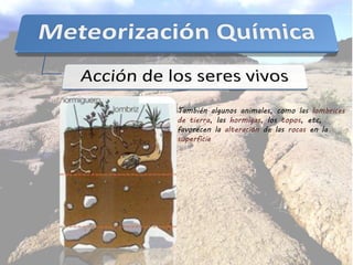 También algunos animales, como las lombrices
de tierra, las hormigas, los topos, etc,
favorecen la alteración de las rocas en la
superficie
 