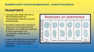 SEDIMENTACIÓN Y ROCAS SEDIMENTARIAS - CONCEPTOS BÁSICOS
TRANSPORTE
• Las partículas obtenidas tras la
METEORIZACIÓN son
transportadas hasta las cuencas
sedimentarias
• Durante el transporte continúa la
alteración de las partículas del
sedimento: se modifican el tamaño,
la forma (redondeo) y la
composición, hasta que se
depositan.
• Cuanto más largo sea el transporte
mayor será la transformación del
sedimento: mayor redondeo y
selección.
 