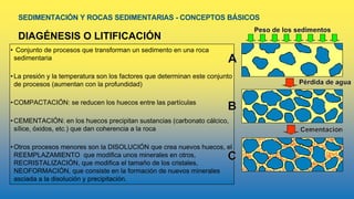 SEDIMENTACIÓN Y ROCAS SEDIMENTARIAS - CONCEPTOS BÁSICOS
DIAGÉNESIS O LITIFICACIÓN
• Conjunto de procesos que transforman un sedimento en una roca
sedimentaria
•La presión y la temperatura son los factores que determinan este conjunto
de procesos (aumentan con la profundidad)
•COMPACTACIÓN: se reducen los huecos entre las partículas
•CEMENTACIÓN: en los huecos precipitan sustancias (carbonato cálcico,
sílice, óxidos, etc.) que dan coherencia a la roca
•Otros procesos menores son la DISOLUCIÓN que crea nuevos huecos, el
REEMPLAZAMIENTO que modifica unos minerales en otros,
RECRISTALIZACIÓN, que modifica el tamaño de los cristales,
NEOFORMACIÓN, que consiste en la formación de nuevos minerales
asciada a la disolución y precipitación.
 