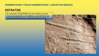 SEDIMENTACIÓN Y ROCAS SEDIMENTARIAS - CONCEPTOS BÁSICOS
ESTRATOS
•El contenido FOSILÍFERO son los restos de seres
vivos que aparecen en el estrato y que informan del
ambiente sedimentario y de la edad de las rocas
 