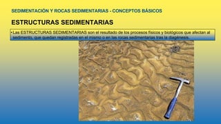 SEDIMENTACIÓN Y ROCAS SEDIMENTARIAS - CONCEPTOS BÁSICOS
ESTRUCTURAS SEDIMENTARIAS
•Las ESTRUCTURAS SEDIMENTARIAS son el resultado de los procesos físicos y biológicos que afectan al
sedimento, que quedan registradas en el mismo o en las rocas sedimentarias tras la diagénesis.
 