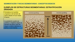SEDIMENTACIÓN Y ROCAS SEDIMENTARIAS - CONCEPTOS BÁSICOS
EJEMPLOS DE ESTRUCTURAS SEDIMENTARIAS: ESTRATIFICACIÓN
GRADADA
• Consiste en el cambio
progresivo del tamaño de
grano desde el muro hasta
el techo
• La gradación puede ser
positiva o negativa según el
tamaño de grano vaya de
mayor a menor (demuro a
techo) o a la inversa.
 