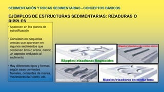SEDIMENTACIÓN Y ROCAS SEDIMENTARIAS - CONCEPTOS BÁSICOS
EJEMPLOS DE ESTRUCTURAS SEDIMENTARIAS: RIZADURAS O
RIPPLES
•Aparecen en los planos de
estratificación
•Consisten en pequeñas
crestas que aparecen en
algunos sedimentos que
contienen limo o arena, dando
un aspecto ondulado al
sedimento
•Hay diferentes tipos y formas
según sean corrientes
fluviales, corrientes de marea,
movimiento del viento, etc.
 