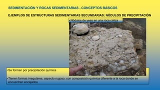 SEDIMENTACIÓN Y ROCAS SEDIMENTARIAS - CONCEPTOS BÁSICOS
EJEMPLOS DE ESTRUCTURAS SEDIMENTARIAS SECUNDARIAS: NÓDULOS DE PRECIPITACIÓN
•Se forman por precipitación química
•Tienen formas irregulares, aspecto rugoso, con composición química diferente a la roca donde se
encuentran encajados
•Nódulos de yeso en una roca caliza
 