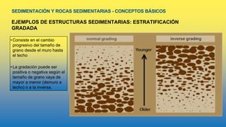 SEDIMENTACIÓN Y ROCAS SEDIMENTARIAS - CONCEPTOS BÁSICOS
EJEMPLOS DE ESTRUCTURAS SEDIMENTARIAS: ESTRATIFICACIÓN
GRADADA
• Consiste en el cambio
progresivo del tamaño de
grano desde el muro hasta
el techo
• La gradación puede ser
positiva o negativa según el
tamaño de grano vaya de
mayor a menor (demuro a
techo) o a la inversa.
 