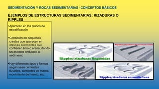 SEDIMENTACIÓN Y ROCAS SEDIMENTARIAS - CONCEPTOS BÁSICOS
EJEMPLOS DE ESTRUCTURAS SEDIMENTARIAS: RIZADURAS O
RIPPLES
•Aparecen en los planos de
estratificación
•Consisten en pequeñas
crestas que aparecen en
algunos sedimentos que
contienen limo o arena, dando
un aspecto ondulado al
sedimento
•Hay diferentes tipos y formas
según sean corrientes
fluviales, corrientes de marea,
movimiento del viento, etc.
 