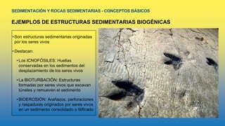 SEDIMENTACIÓN Y ROCAS SEDIMENTARIAS - CONCEPTOS BÁSICOS
EJEMPLOS DE ESTRUCTURAS SEDIMENTARIAS BIOGÉNICAS
•Son estructuras sedimentarias originadas
por los seres vivos
•Destacan:
•Los ICNOFÓSILES: Huellas
conservadas en los sedimentos del
desplazamiento de los seres vivos
•La BIOTURBACIÓN: Estructuras
formadas por seres vivos que excavan
túneles y remueven el sedimento
•BIOEROSIÓN: Arañazos, perforaciones
y raspaduras originados por seres vivos
en un sedimento consolidado o litificado
 