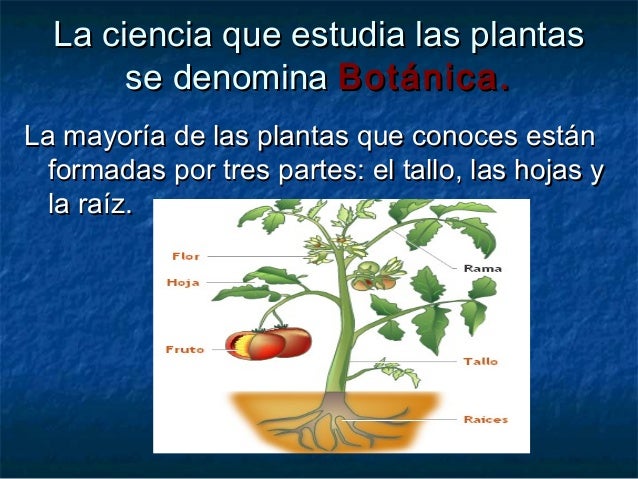Las plantas en el proceso de la fotosintesis 4 Las plantas en el proceso de la fotosintesis 16