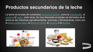Productos secundarios de la leche
La leche es la base de numerosos productos lácteos, como la mantequilla, el
queso y el yogur, entre otros. Es muy frecuente el empleo de derivados de la
leche en las industrias agroalimentarias, químicas y farmacéuticas, como son
la leche condensada, la leche en polvo, la caseína o la lactosa.
 