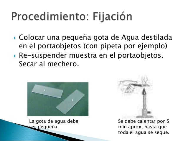 Proceso tinción de gram