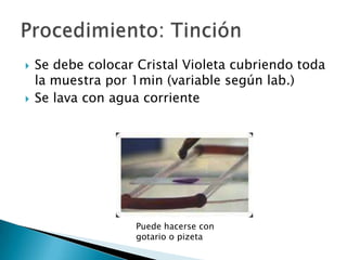    Se debe colocar Cristal Violeta cubriendo toda
    la muestra por 1min (variable según lab.)
   Se lava con agua corr...