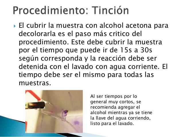Proceso tinción de gram
