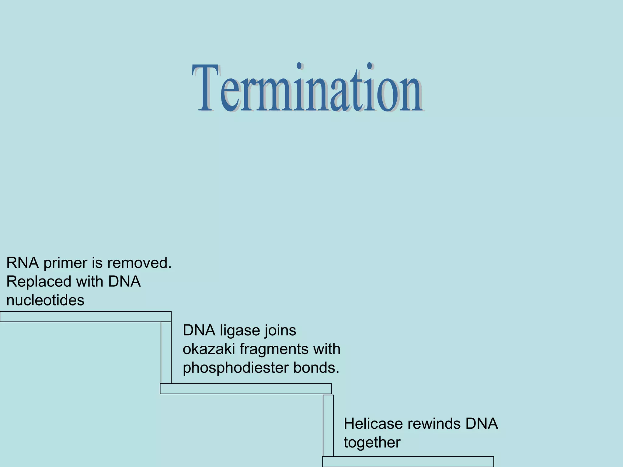 Process of DNA Replication | PPT | Chemistry | Science