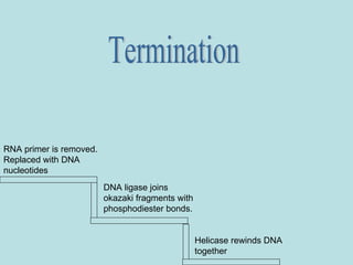 Process of DNA Replication | PPT