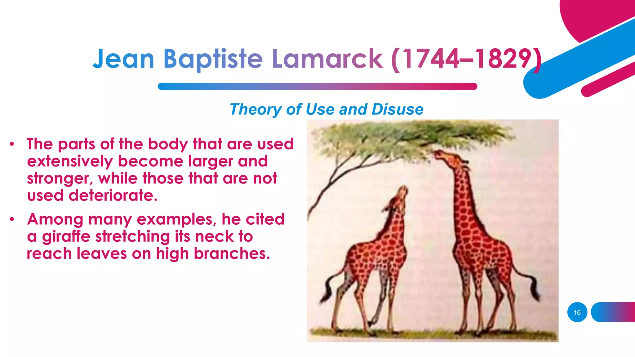 Theory of Use and Disuse
• The parts of the body that are used
extensively become larger and
stronger, while those that are not
used deteriorate.
• Among many examples, he cited
a giraffe stretching its neck to
reach leaves on high branches.
16
 