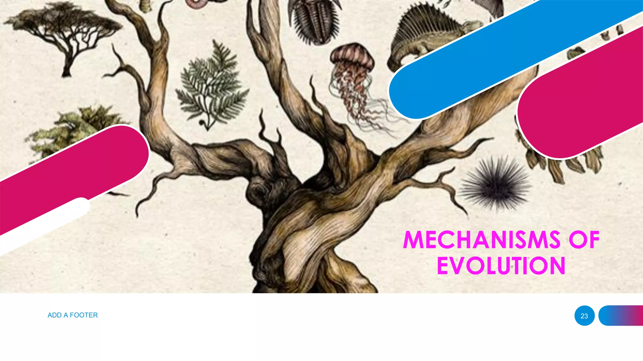 MECHANISMS OF
EVOLUTION
ADD A FOOTER 23
 