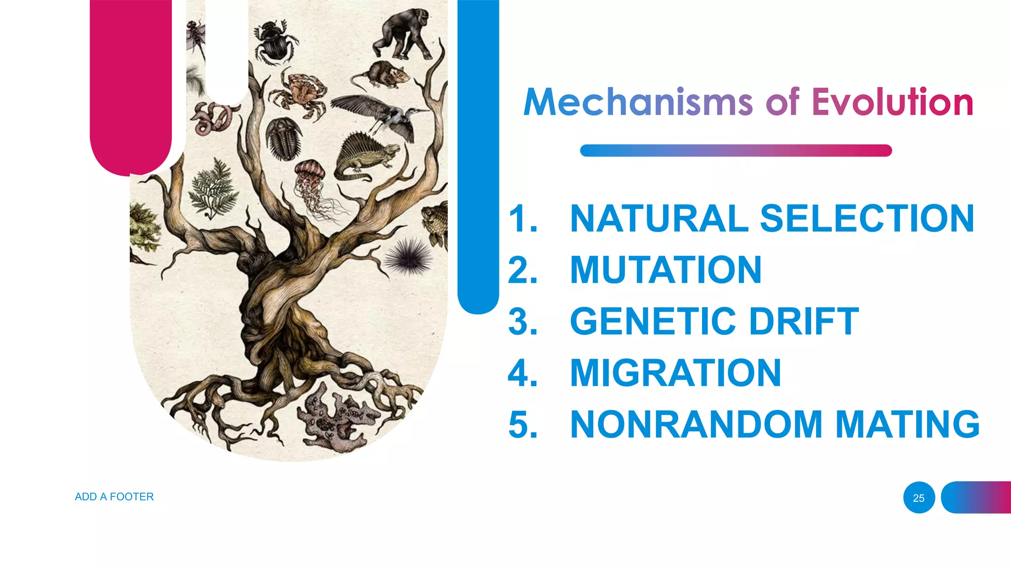ADD A FOOTER 25
1. NATURAL SELECTION
2. MUTATION
3. GENETIC DRIFT
4. MIGRATION
5. NONRANDOM MATING
 