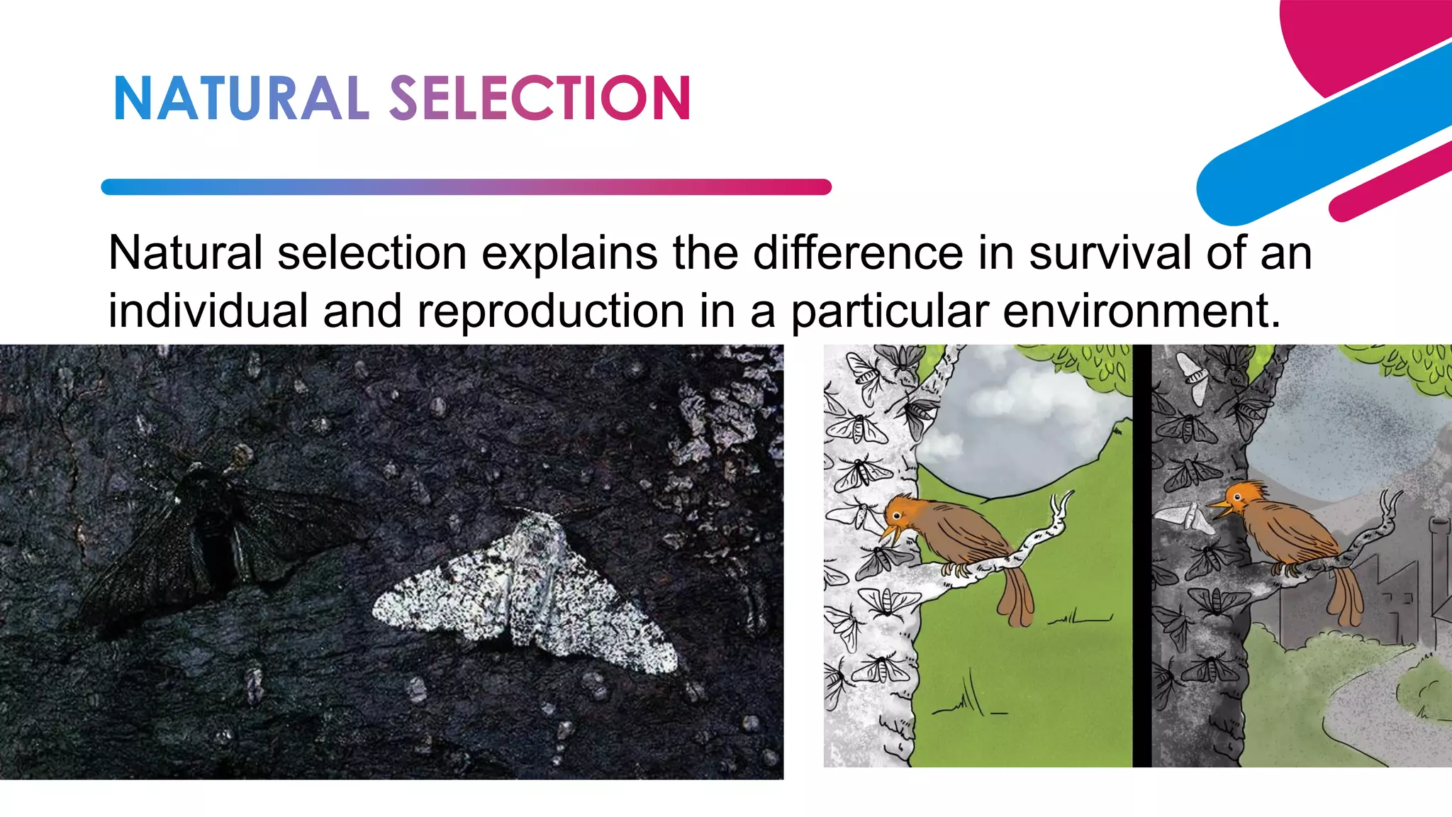 28
Natural selection explains the difference in survival of an
individual and reproduction in a particular environment.
 