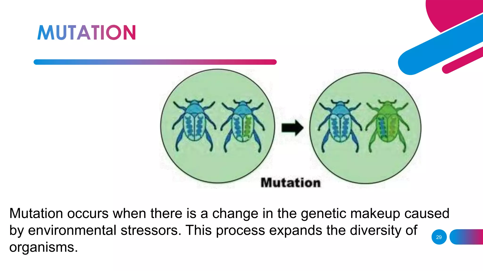 29
Mutation occurs when there is a change in the genetic makeup caused
by environmental stressors. This process expands the diversity of
organisms.
 