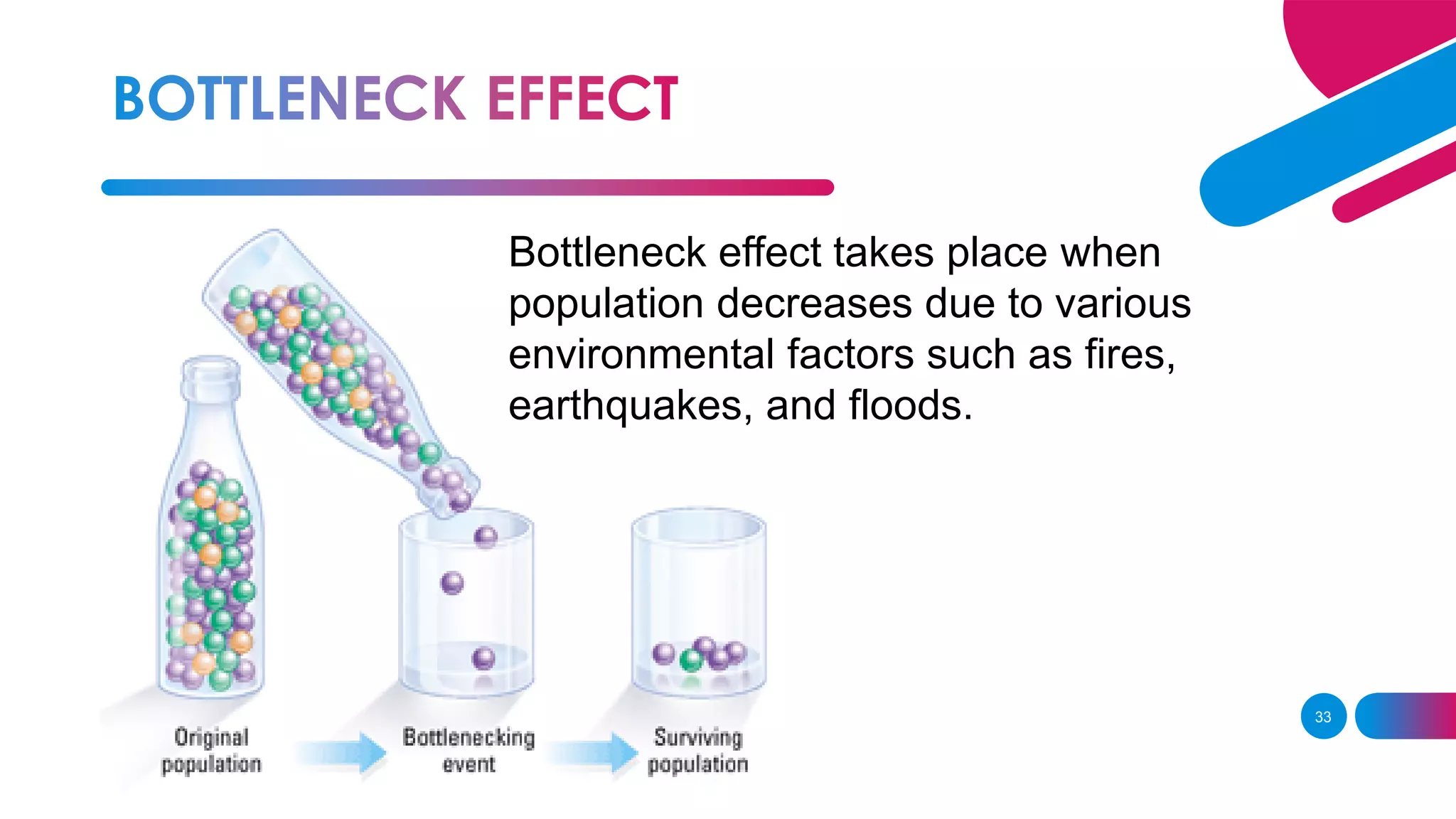 33
Bottleneck effect takes place when
population decreases due to various
environmental factors such as fires,
earthquakes, and floods.
 