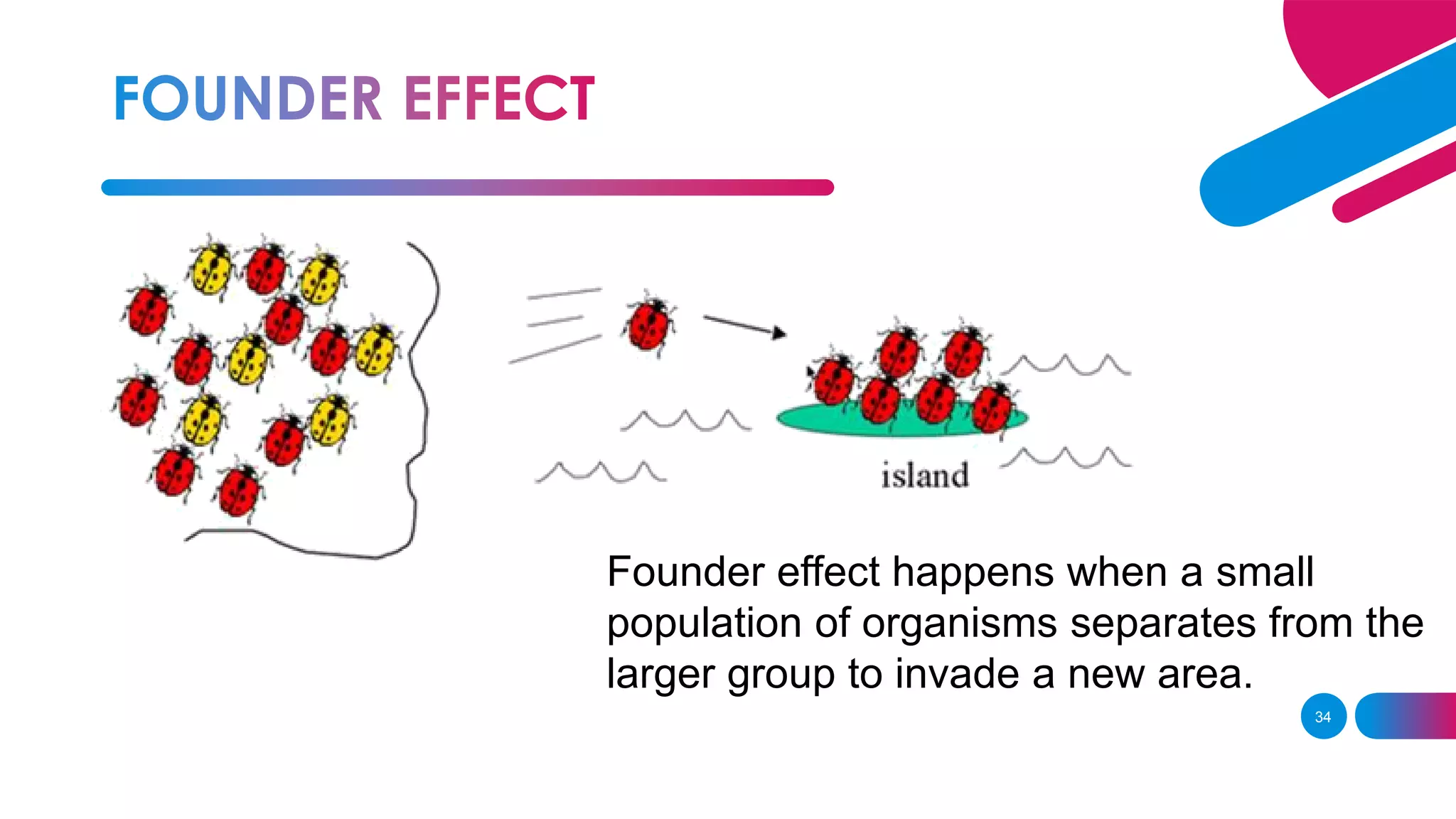 34
Founder effect happens when a small
population of organisms separates from the
larger group to invade a new area.
 