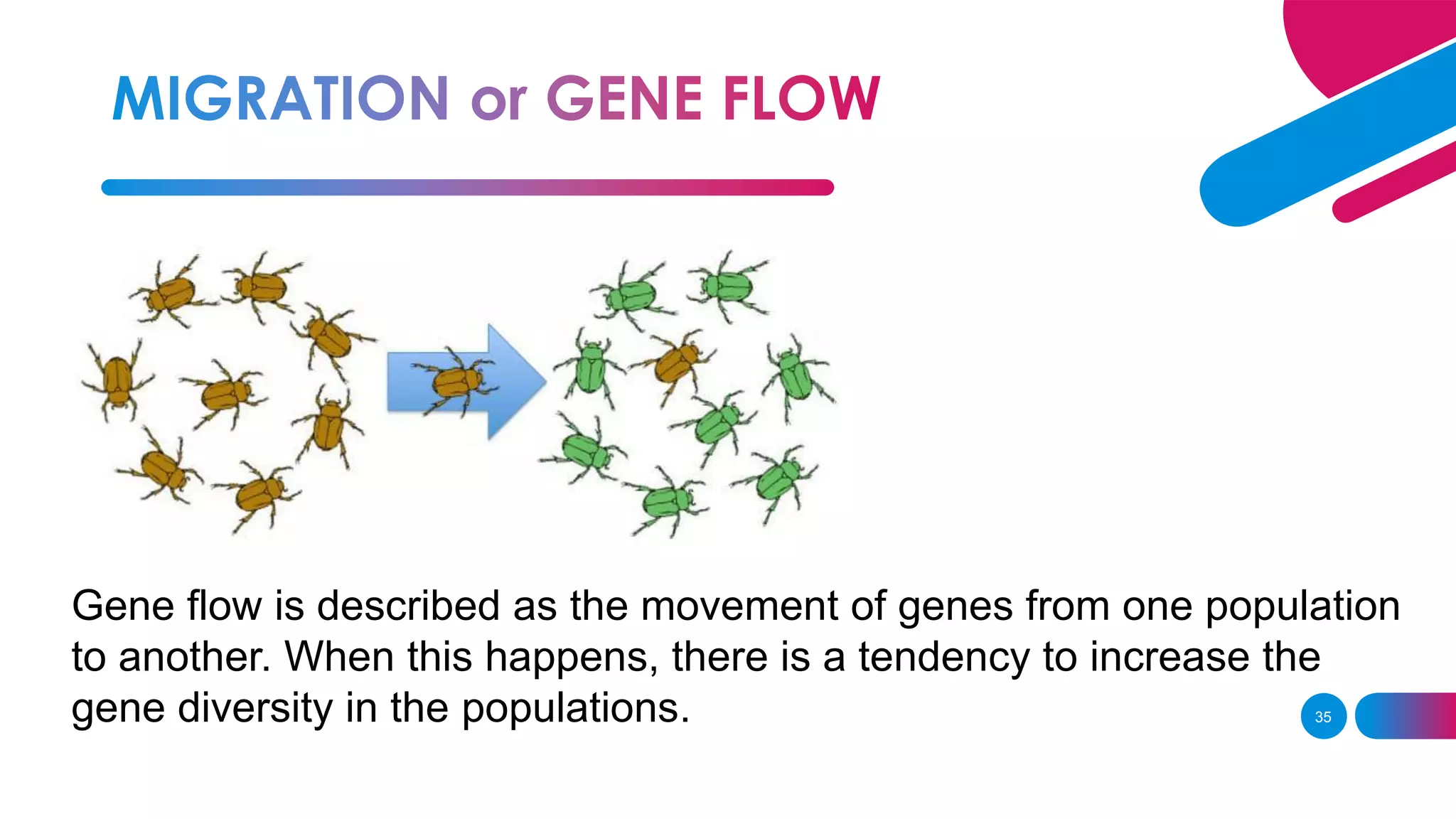 35
Gene flow is described as the movement of genes from one population
to another. When this happens, there is a tendency to increase the
gene diversity in the populations.
 