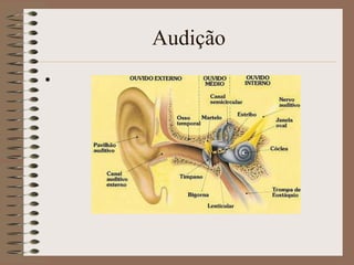 Audição
•
 