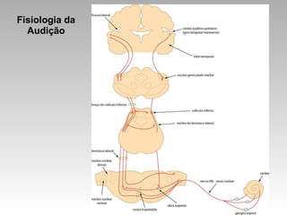 Fisiologia da
Audição
 